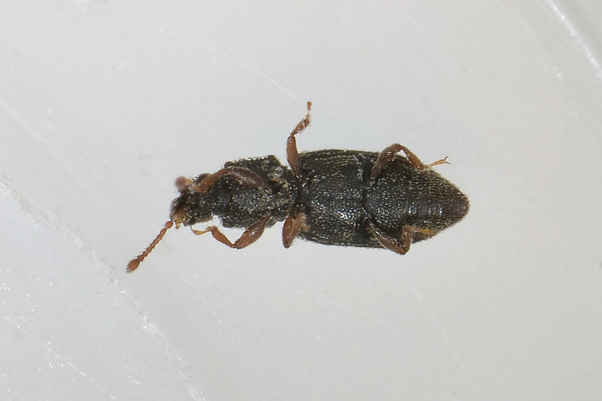 Monotoma sp. - Monotomidae